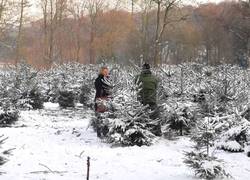 Normal_kerstboom