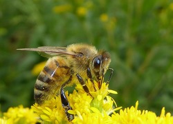 Normal_bij__wesp__insect__imker__bijenhouden__honing